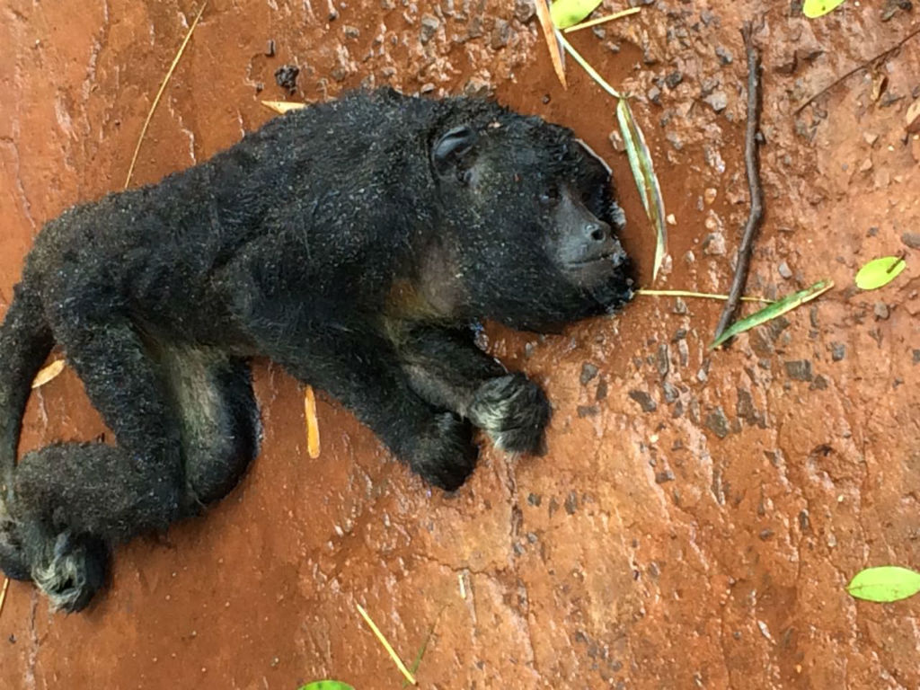 La OMS denunció ataques a monos en Brasil por temor a la viruela símica La OMS denunció ataques a monos en Brasil por temor a la viruela símica