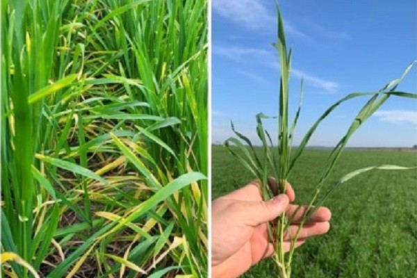 El 90 % del área triguera se destaca como buena a muy buena