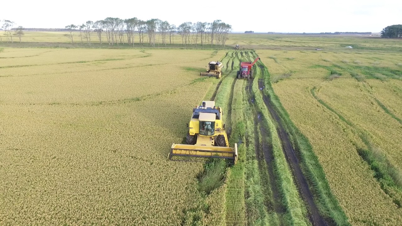 El arroz tuvo rindes históricos en Entre Ríos El arroz tuvo rindes históricos en Entre Ríos
