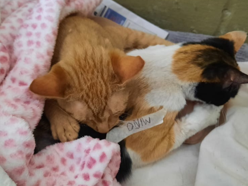Nuevo operativo de esterilización de animales domésticos