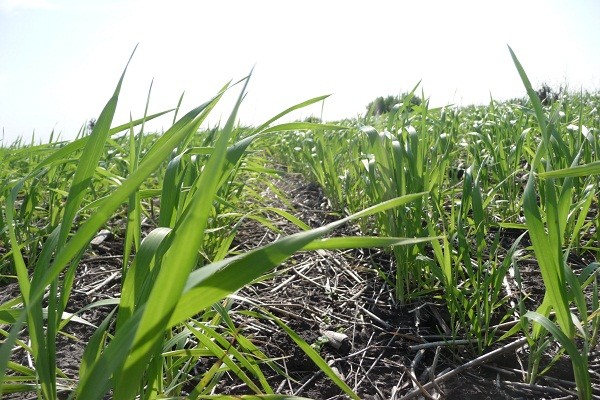 Trigo: se estima una caída de 200 kg/ha en el rinde potencial
