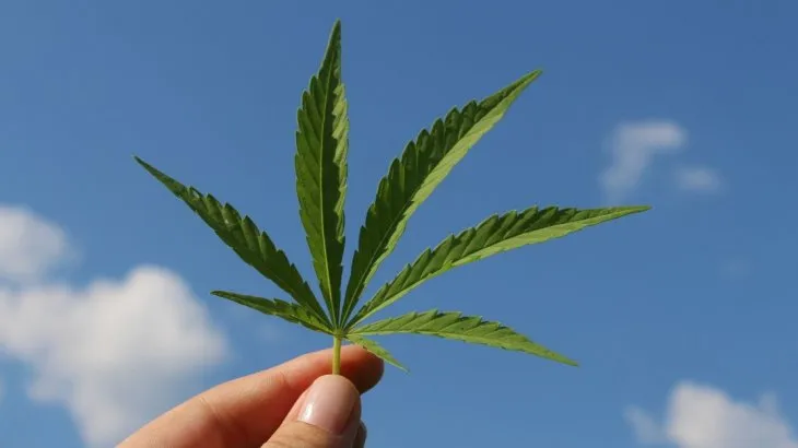 Cannabis medicinal: habilitan la primera planta de producción y procesamiento en el país