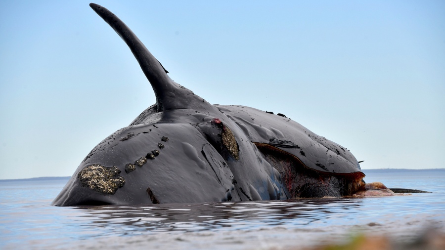 Encontraron tres nuevos cadáveres y ya suman 18 las ballenas muertas