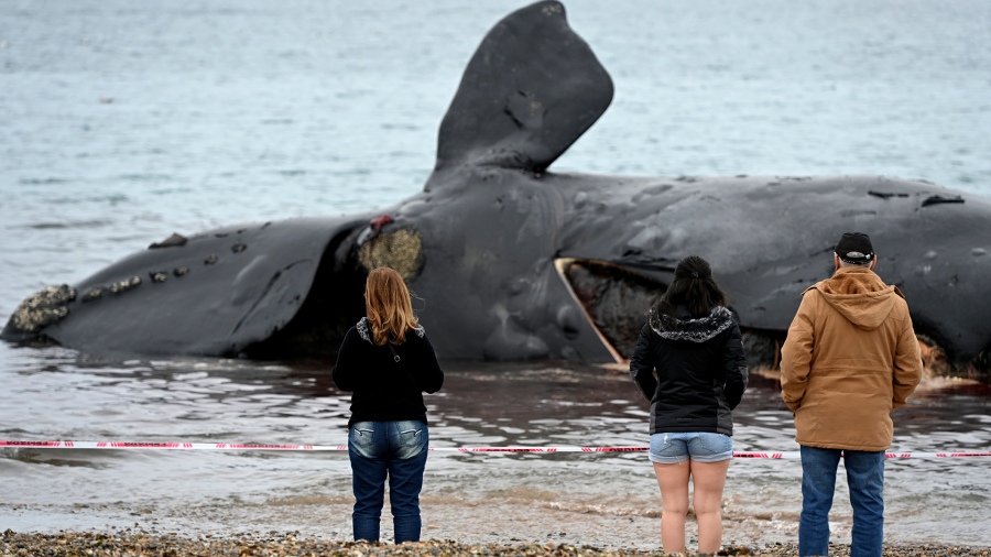 Vecinos observan el cadver de una ballena