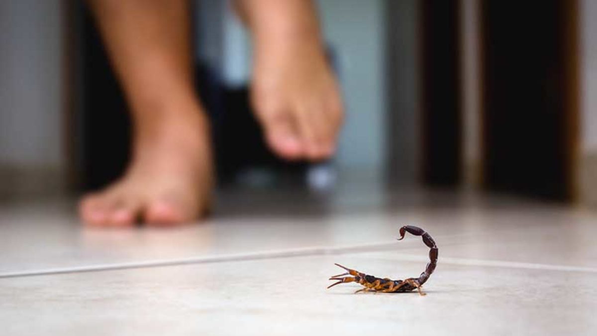 El municipio recuerda los cuidados para evitar picaduras de alacranes El municipio recuerda los cuidados para evitar picaduras de alacranes