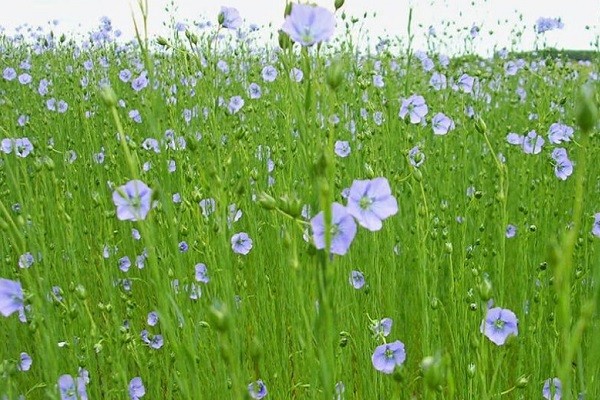 Lino, plantas con síntomas de quemado por las bajas temperaturas Lino, plantas con síntomas de quemado por las bajas temperaturas