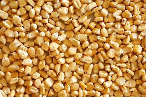 Cuánto debe cosechar de maíz el productor para cubrir los costos Cuánto debe cosechar de maíz el productor para cubrir los costos