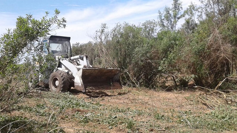 Denuncian destrucción de monte nativo con topadoras en las islas del Paraná Denuncian destrucción de monte nativo con topadoras en las islas del Paraná