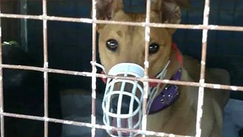 Rescataron 77 perros y demoraron a 150 personas por participar de carreras en Santa Fe Rescataron 77 perros y demoraron a 150 personas por participar de carreras en Santa Fe