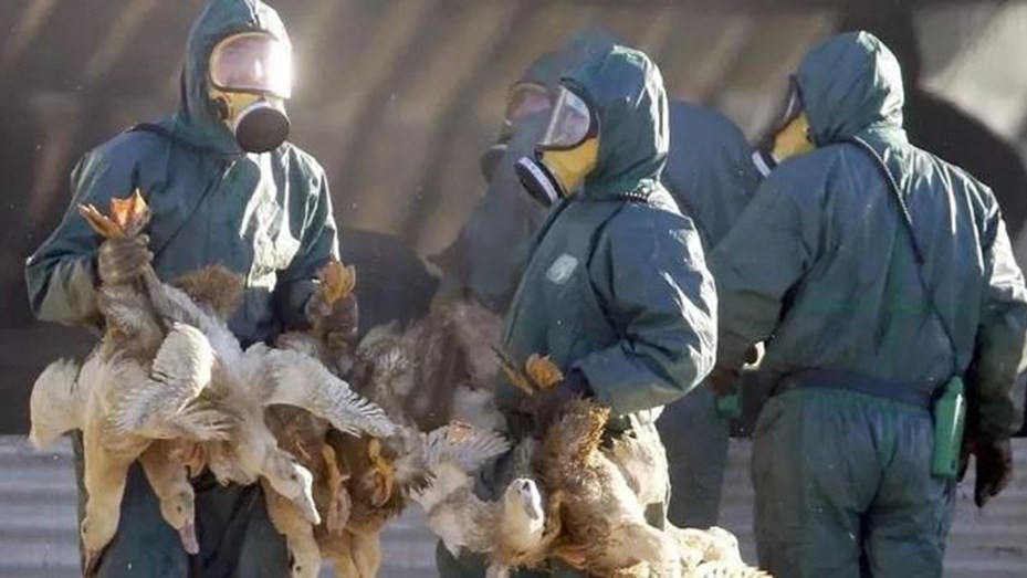 Países Bajos sacrificó 300 mil pollos por un brote de gripe aviar Países Bajos sacrificó 300 mil pollos por un brote de gripe aviar