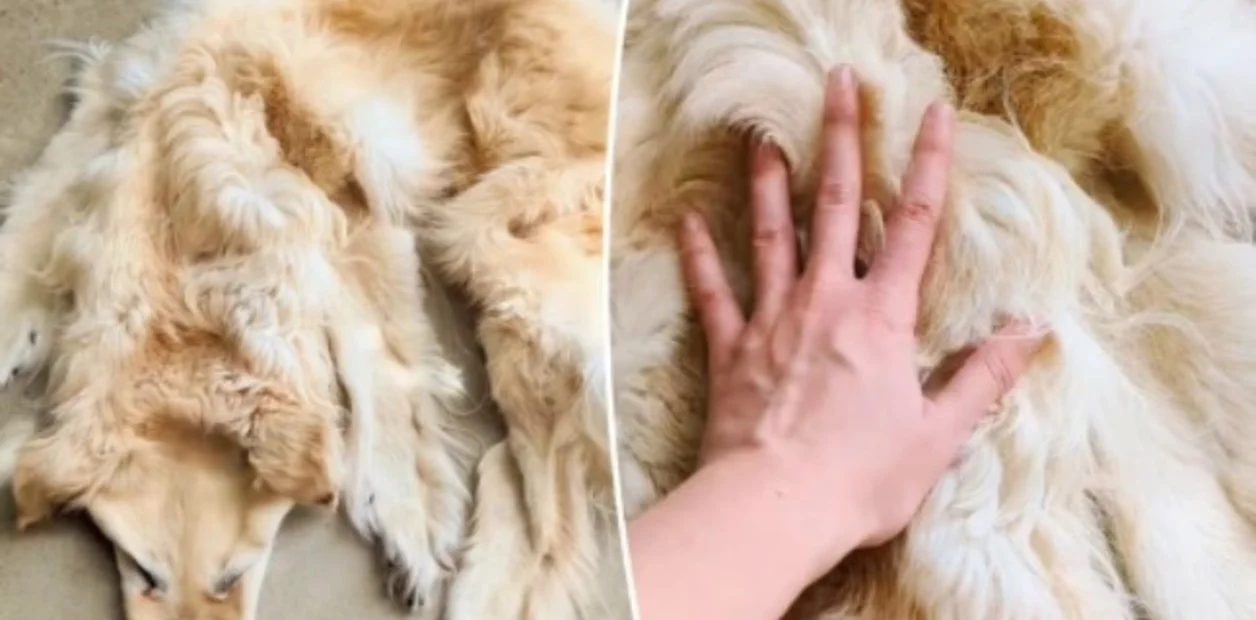 Se murió la mascota, un hermoso Golden Retriever, y lo convirtieron en alfombra Se murió la mascota, un hermoso Golden Retriever, y lo convirtieron en alfombra