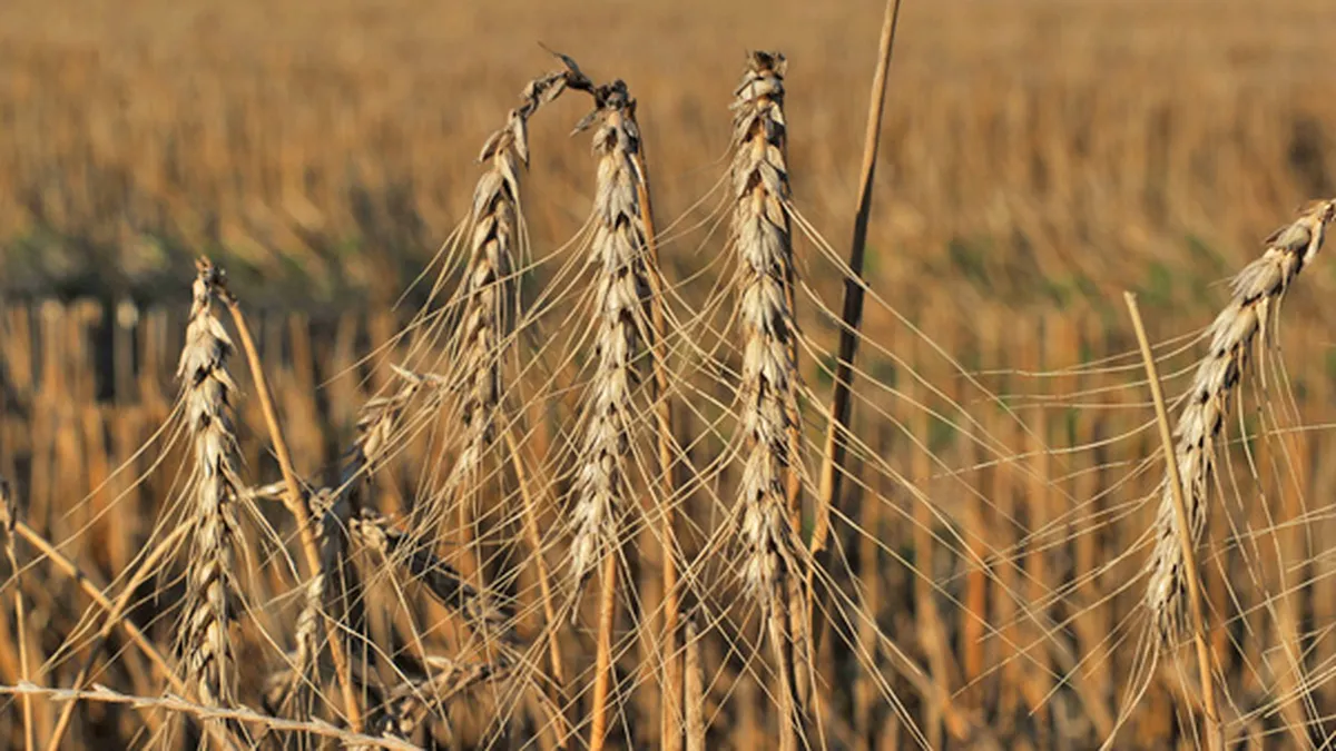 El trigo sufre los efectos de las heladas mientras avanza lento la siembra de maíz El trigo sufre los efectos de las heladas mientras avanza lento la siembra de maíz
