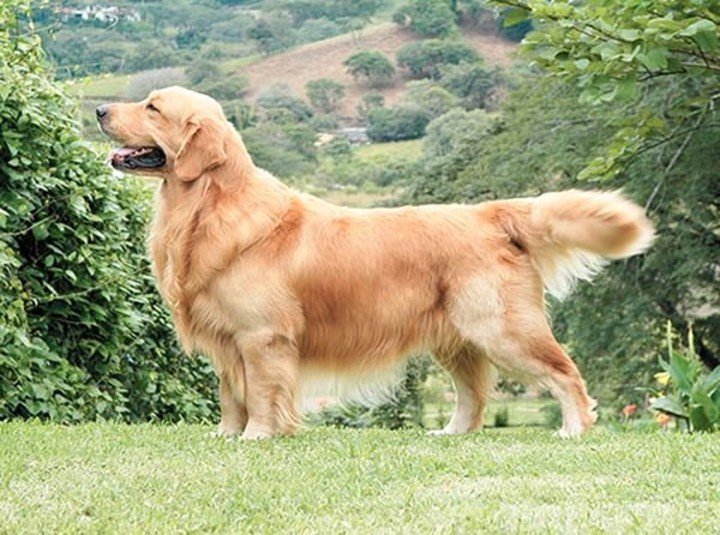 Hermoso ejemplar de Golden Retrevier.