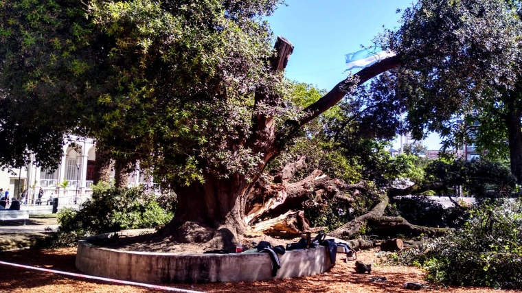 Cayó un árbol histórico en Plaza 1º de Mayo: Desde Parques y Paseos dan la explicación