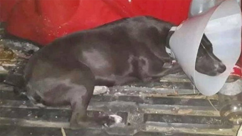 Denunció que su perra habría sido drogada y ultrajada Denunció que su perra habría sido drogada y ultrajada