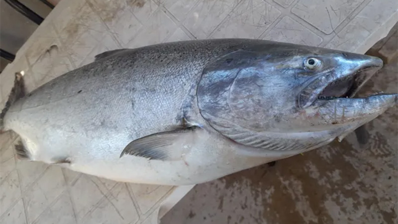 Pescaron otro ejemplar de salmón en el río Paraná