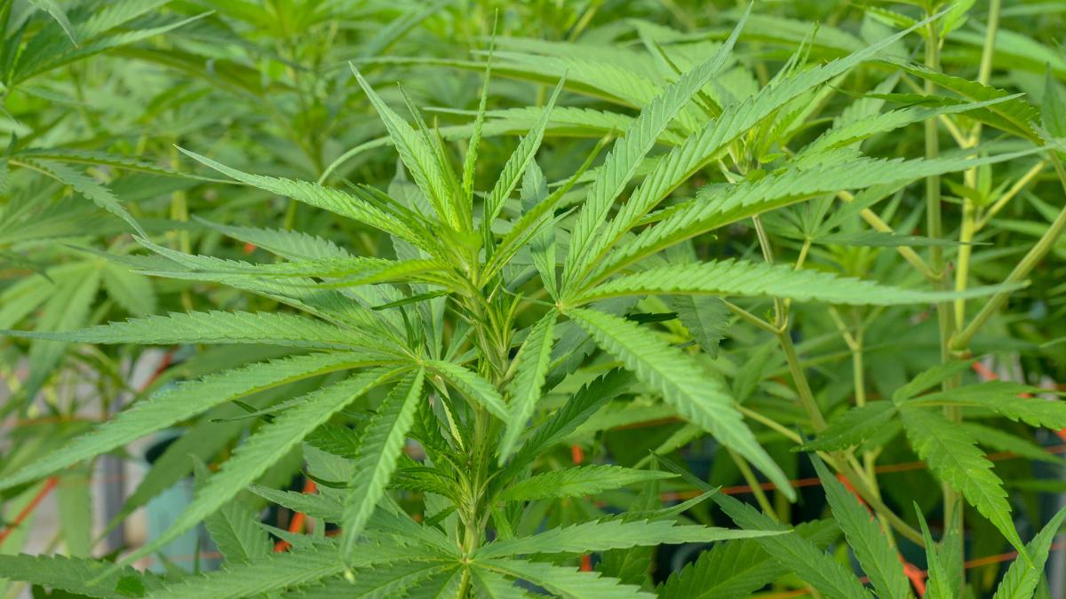 Analizan la inclusión del Cannabis Sativa en alimentos y en el Código Alimentario