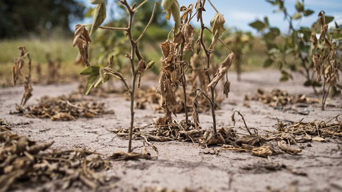 El Gobierno entrerriano dispuso la emergencia agropecuaria El Gobierno entrerriano dispuso la emergencia agropecuaria