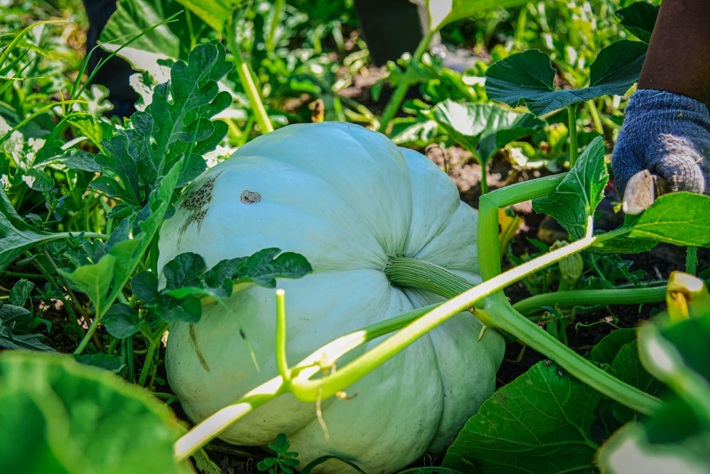 Tierra de vida tendrá su primera cosecha de sandías y melones agroecológicos