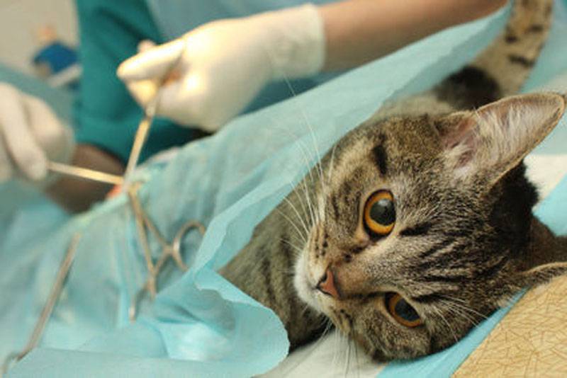 Oro Verde: se realiza un operativo de esterilización de animales domésticos Oro Verde: se realiza un operativo de esterilización de animales domésticos