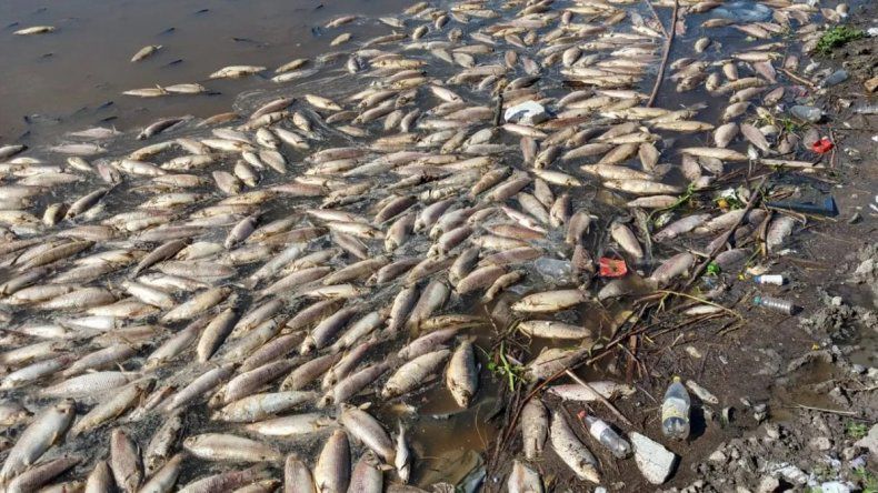 En Santa Fe piden medidas urgentes por los sábalos tóxicos del río Salado