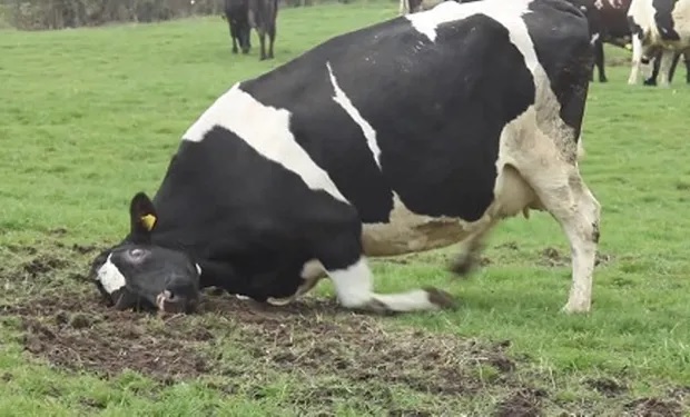 Brasil confirmó que analiza un caso sospechoso de “vaca loca”