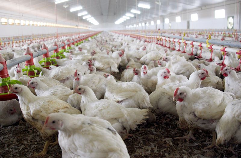 "En relación a aves en grandes ciudades, como gorriones y palomas, el riesgo se considera muy bajo ya que estas aves no se han mostrado hasta el momento muy susceptibles al virus. No se deben tocar superficies que podrían estar contaminadas con saliva, mucosa o heces de aves silvestres o de corral", advirtieron los expertos / REUTERS/Félix Ordóñez