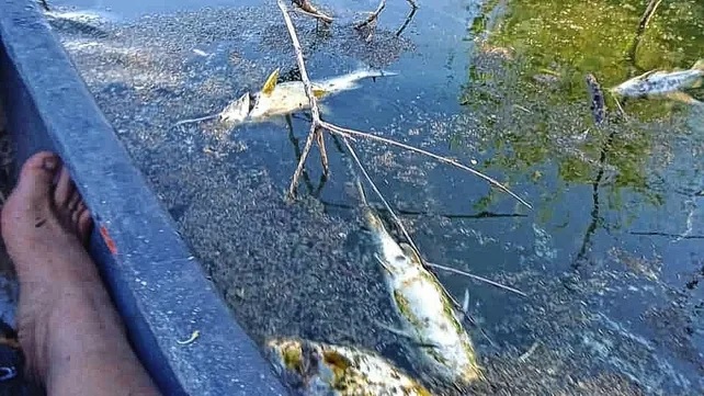 Hallan más de 70 peces muertos en arroyo Perucho Hallan más de 70 peces muertos en arroyo Perucho