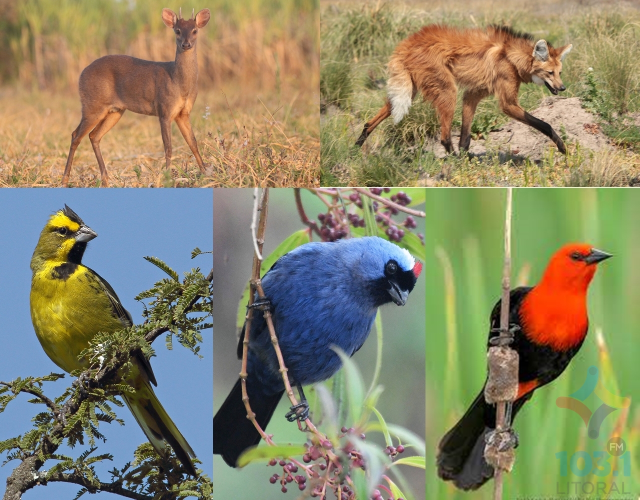 Siete animales serán declarados monumentos naturales Siete animales serán declarados monumentos naturales