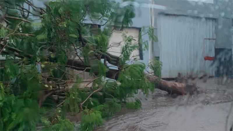 Un árbol cayó frente a la oficina local de Pami.-