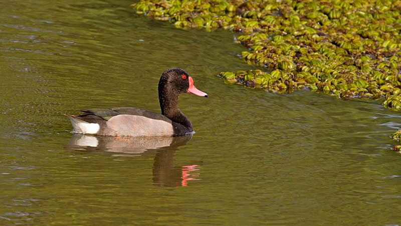 Ambientalistas solicitan el cese de la caza de especies autóctonas Ambientalistas solicitan el cese de la caza de especies autóctonas