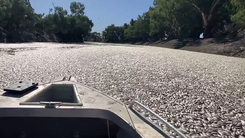 Ola de calor: mueren millones de peces y bloquean un río Ola de calor: mueren millones de peces y bloquean un río