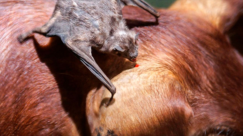 Brote de rabia transmitida por murciélagos causó la muerte de 80 animales Brote de rabia transmitida por murciélagos causó la muerte de 80 animales