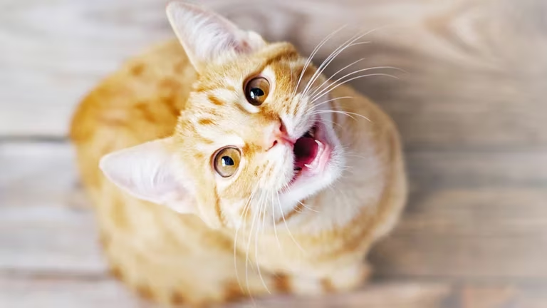Comprender la comunicación visual de los gatos mejora su salud y bienestar Comprender la comunicación visual de los gatos mejora su salud y bienestar