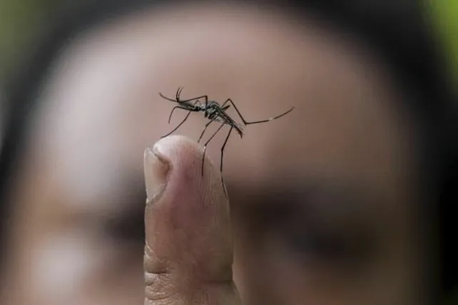 Brasil soltará 5.000 de millones de mosquitos para luchar contra el dengue Brasil soltará 5.000 de millones de mosquitos para luchar contra el dengue