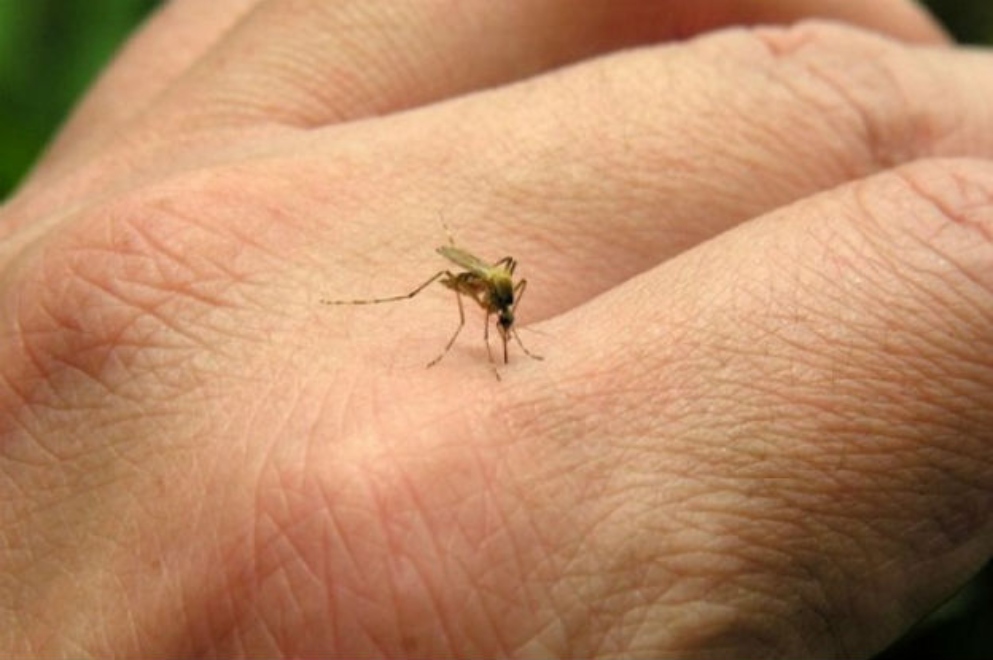 Confirmaron la primera muerte por dengue del año en Córdoba Confirmaron la primera muerte por dengue del año en Córdoba