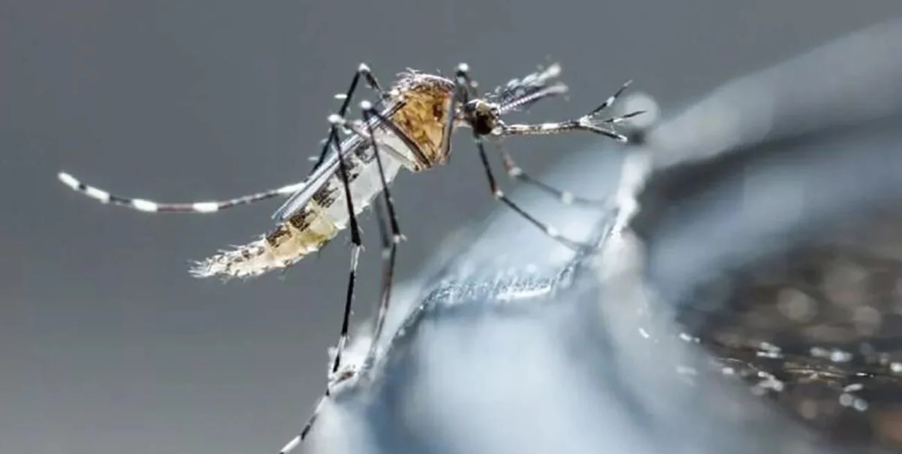 Entre Ríos puso en vigencia el monitor de casos de dengue