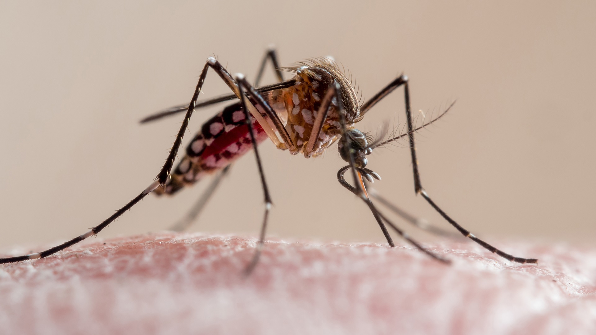 Nuevo caso de dengue en Gualeguaychú: el paciente estuvo en Paraná