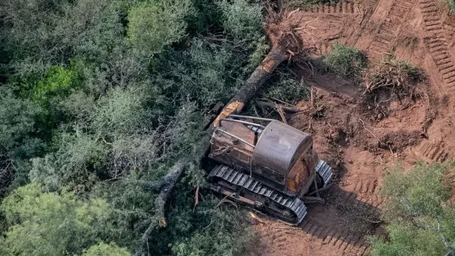 Preocupante: en 20 años, América Latina perdió más de 39 millones de hectáreas de bosques