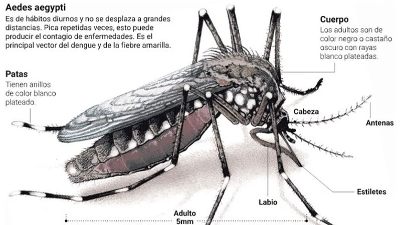 El Conicet advierte que el mosquito del dengue sobrevive bajo el agua El Conicet advierte que el mosquito del dengue sobrevive bajo el agua