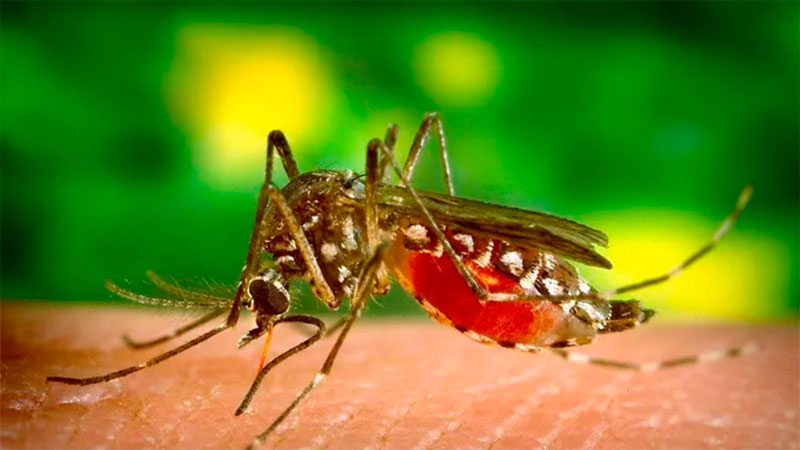 El Ministerio de Salud de la Nación reportó más de 151 mil casos de dengue