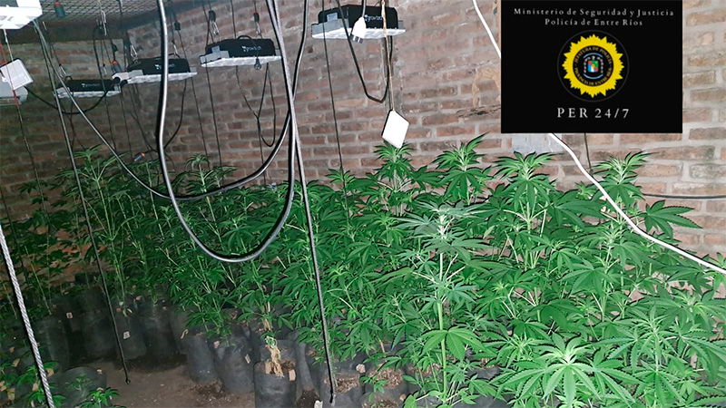 Hallaron un invernadero de marihuana en allanamiento por violencia de género