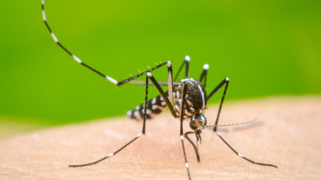 El Gobierno ratificó que no incluirá a la vacuna contra el dengue en el calendario