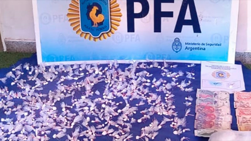 La Policía Federal secuestró cocaína y detuvo a cuatro personas La Policía Federal secuestró cocaína y detuvo a cuatro personas