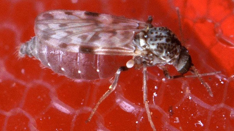 Además del dengue, los mosquitos expanden otra enfermedad en Brasil