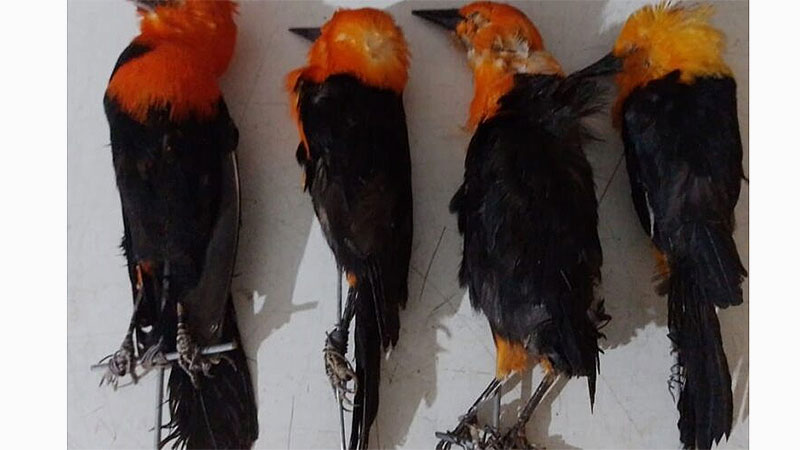 Cazadores usaban sofisticado sistema para atrapar aves autóctonas en Entre Ríos Cazadores usaban sofisticado sistema para atrapar aves autóctonas en Entre Ríos