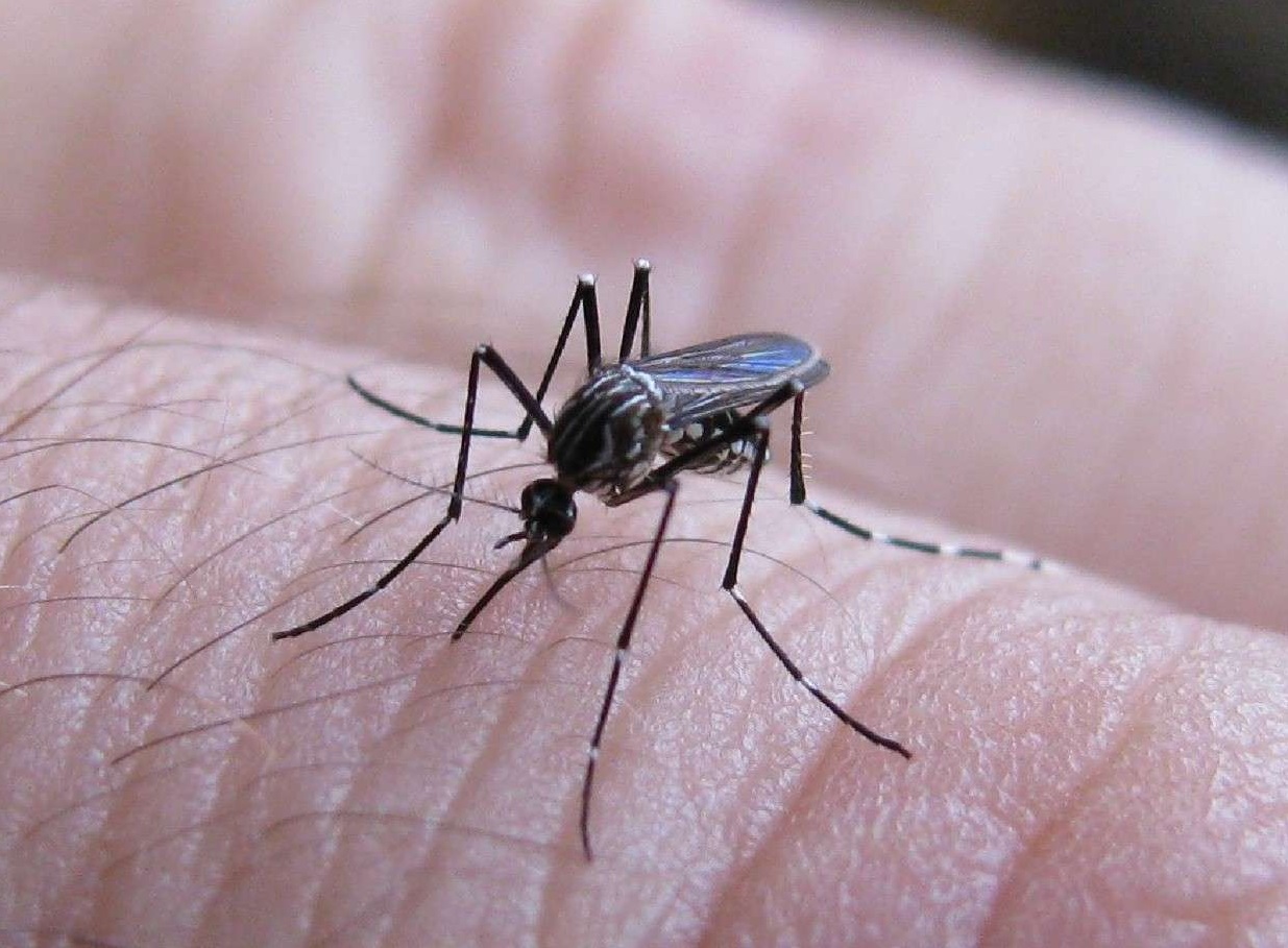 Dengue se registró un caso importado con un serotipo inédito en el país Dengue se registró un caso importado con un serotipo inédito en el país