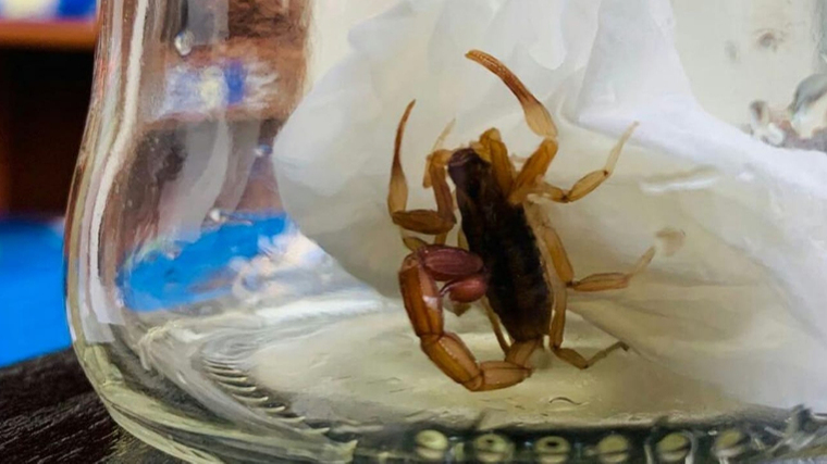 La Municipalidad recuerda los cuidados para evitar picaduras de alacranes La Municipalidad recuerda los cuidados para evitar picaduras de alacranes