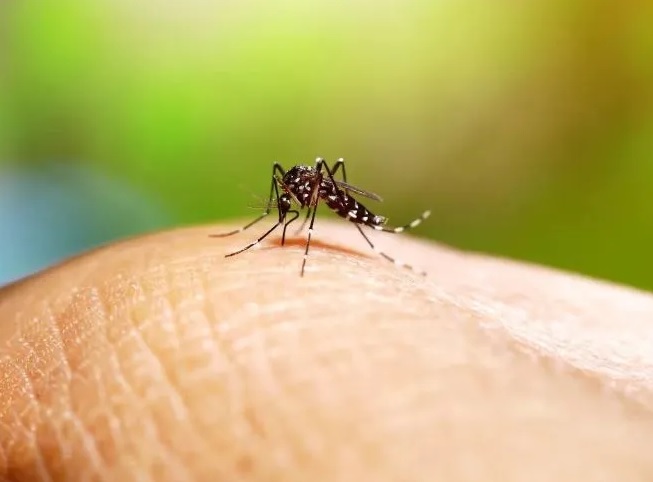 Se registró el primer caso de dengue de la temporada 2024-2025 en Entre Ríos