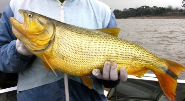 Con el rechazo del PJ, Diputados aprobó el proyecto que restringe la pesca del dorado